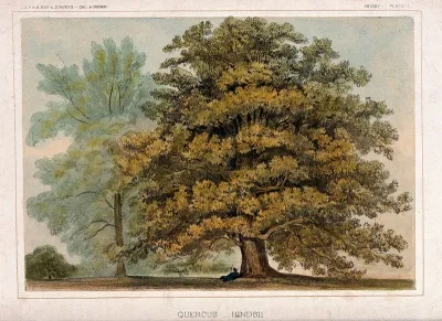 Oak tree (Quercus hindsii) with person lying at its base
