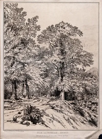 Oak trees (Quercus robur L.) by a country lane in Berkshire
