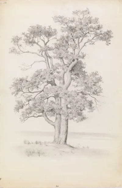 Oak