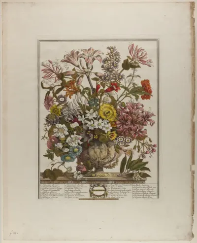 October, from Twelve Months of Flowers