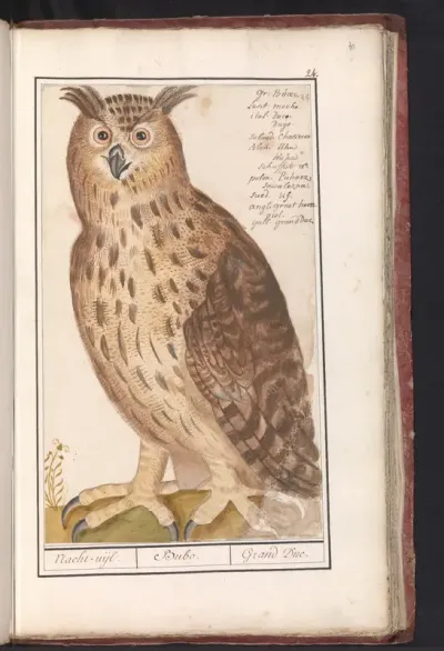 Oehoe (Bubo bubo)