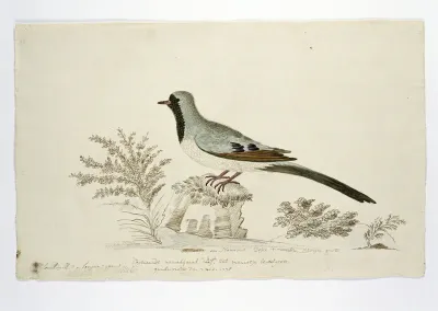 Oena capensis (Namaqua dove)