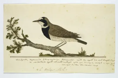 Oenanthe pileata (Aardtapuit or Hoëveldskaapwagter)