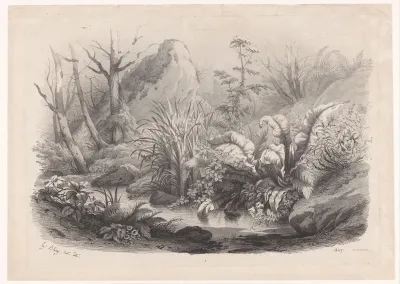Oeverplanten bij een beek
