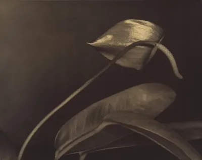 Ohne Titel (Anthurium) (Untitled [Anthurium])