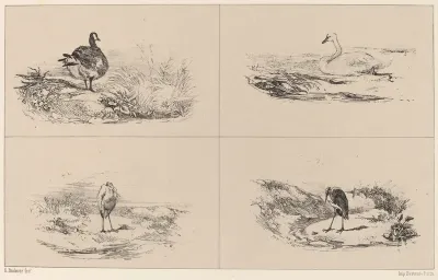 Oies, Cygnes, herons