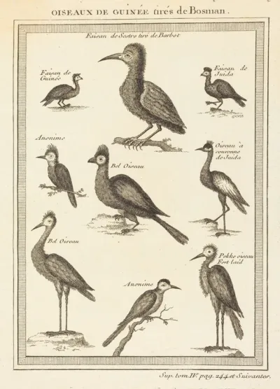 Oiseaux de guinee tires de bosman