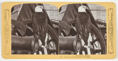 Old Abe - the Wisconsin War Eagle, No. 304 from the series "Wayside Gems"
