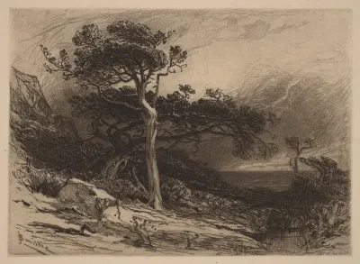 Old Cedars, Coast of Maine