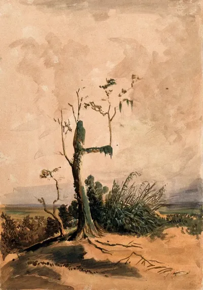 Old fir tree (Abies webbiana) with pendulous lichens