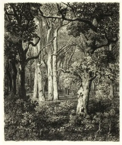 Old Oaks at Bas Bréau