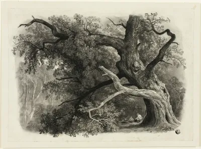 Old Tree in the Billah - Sherwood Forest