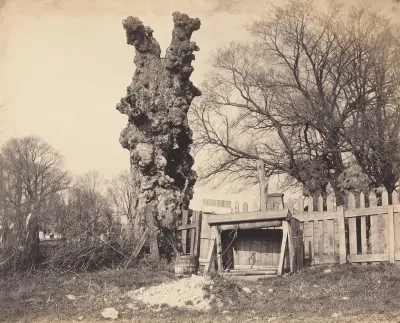 Old Tree near Chatham