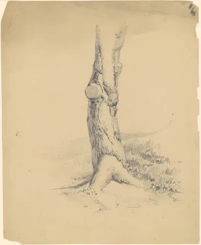Old Tree Trunk