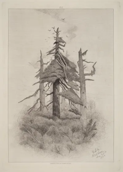 Old Trees at Naushon Island [plate 2]