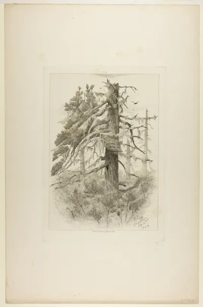 Old Trees at Naushon Island