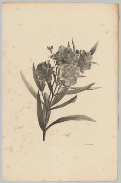 Oleander