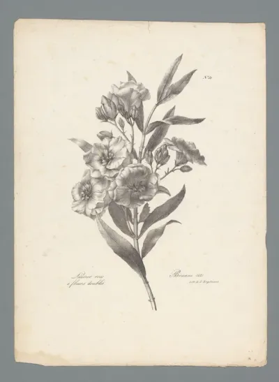 Oleander met dubbele bloemen