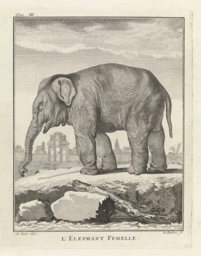 Olifant