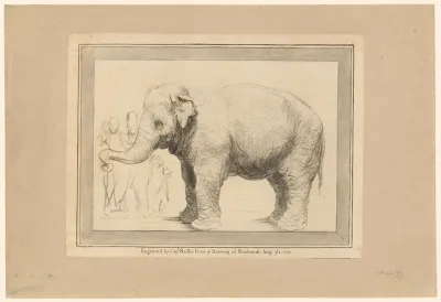 Olifant met omstanders