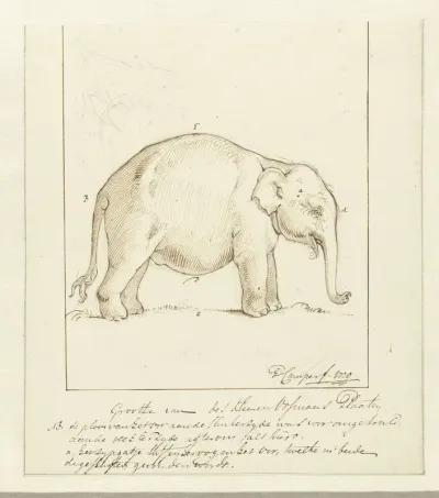 Olifant