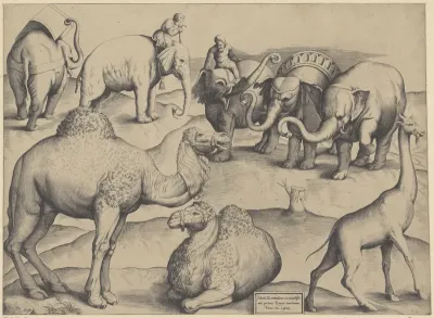 Olifanten, dromedarissen en een giraffe