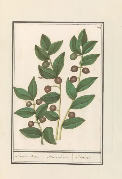 Olijf (Olea europaea)
