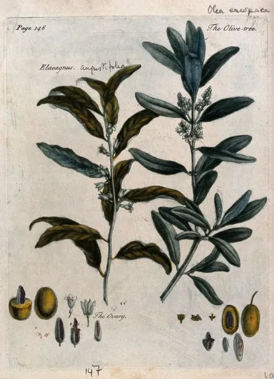 Olive (Olea europaea) and Russian olive (Elaeagnus angustifolia): flowering branches and floral segments