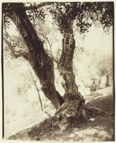 Olivier, Nice (Olive Tree, Nice)