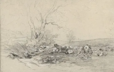 Omgehakte bomen