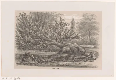 Omgewaaide boom bij de Koekamp, na de storm van 28 mei 1860