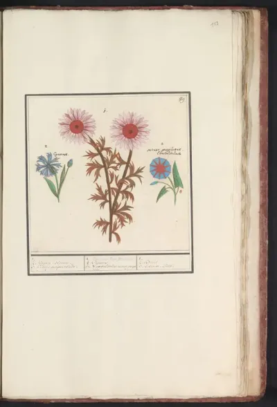 Onbekende bloem, korenbloem (Centaurea cyanus) en winde (Convolvulaceae)