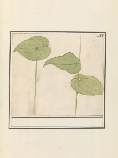 Onbekende plant