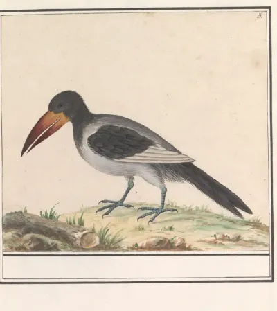 Onbekende vogel