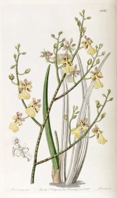 Oncidium cebolleta