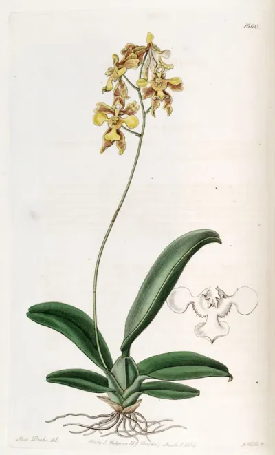Oncidium ciliatum