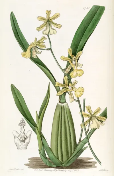 Oncidium citrinum