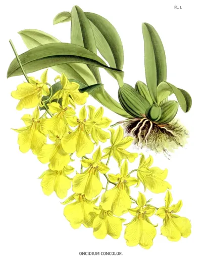 Oncidium concolor