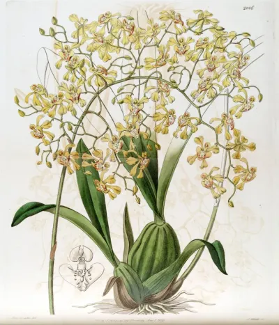 Oncidium deltoideum