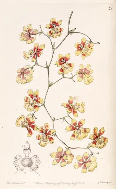 Oncidium divaricatum