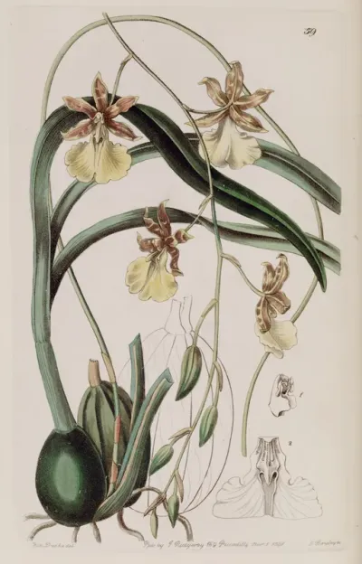 Oncidium graminifolium