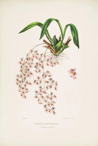 Oncidium ornithorhynchum