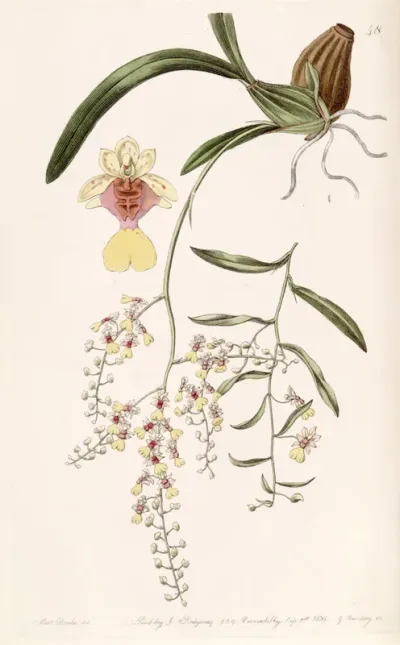 Oncidium Raniferum