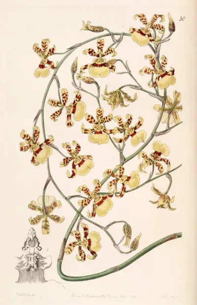 Oncidium Sphacelatum