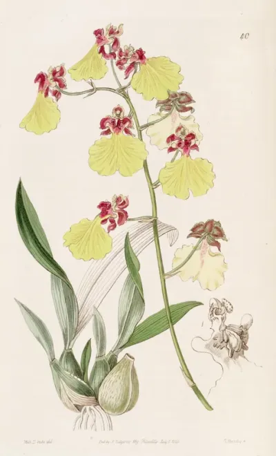 Oncidium Spilopterum