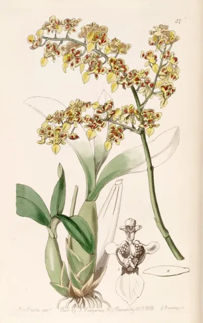 Oncidium venustum