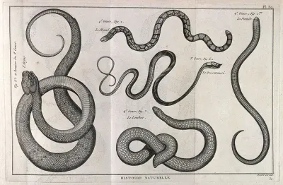 One cobra and four colubrid snakes, including possibly an oriental whip snake and the primitive worm-like species, Leptotyphlops humilis