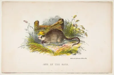 One of the Rats, from "The Comic Natural History of the Human Race"