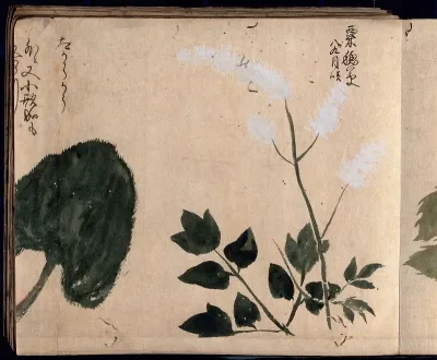 One white flowering plant