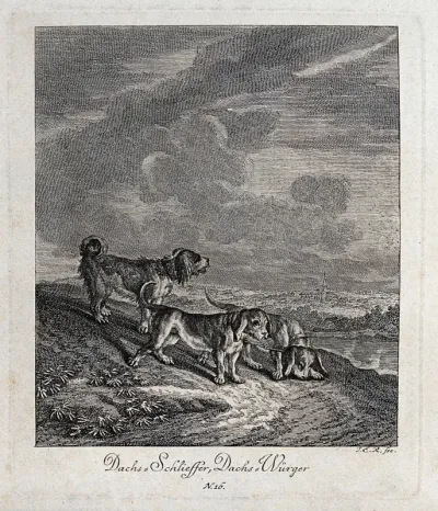 One wirehaired and two straighthaired dachshunds coming down a path with a cityscape in the background
